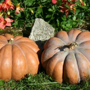 Plant courge - musquée de provence
