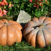 Plant courge - musquée de provence
