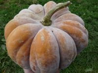 Plant courge - futsu black