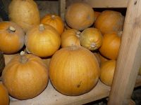 Plant courge - melonnette jaspée de vendee