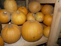 Plant courge - melonnette jaspée de vendee