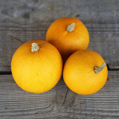 Plant courge - pomme d’or