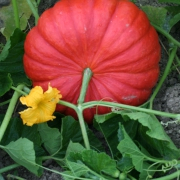 Plant potiron - rouge d’etampes