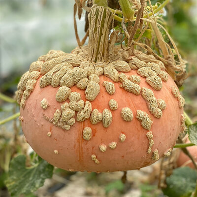 Plant potiron - galeux d’eysines