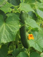 Plant concombre - rollinson's telegraph