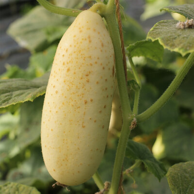 Plant concombre - blanc long parisien