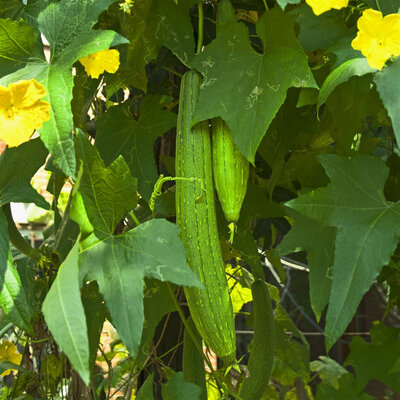 Plant concombre - très long de chine