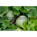 Plant melon - vielle france