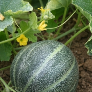 Plant melon - petit gris de rennes