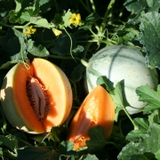 Plant melon - charentais