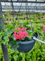 Suspension geranium lierre