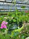 Suspension geranium lierre - image 2