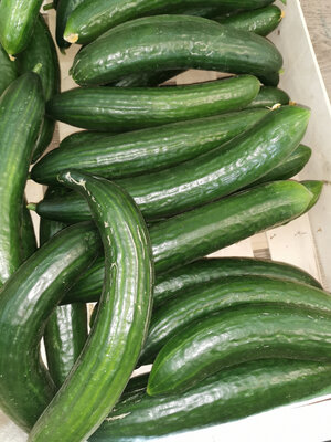 Concombre bio long lisse