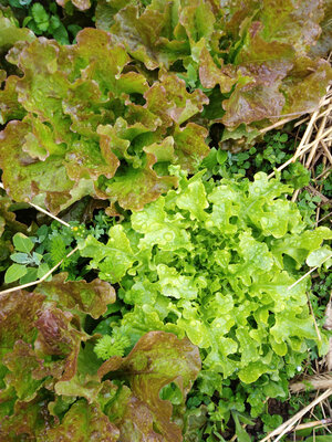 Salade du moment