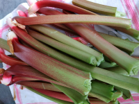 Rhubarbe en tiges