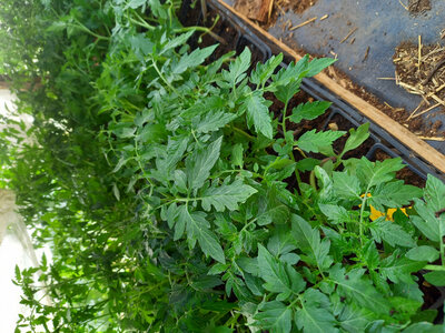 Plant tomate ronde