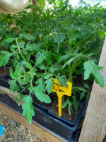 Plant tomate green zebra