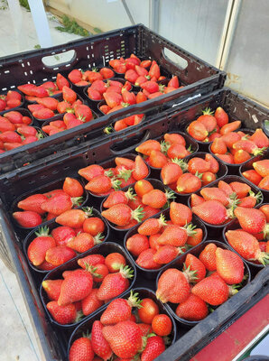 Fraises
