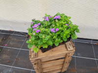 Plant de fleur ageratum
