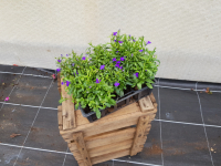 Plant de fleur lobélia