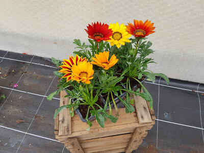 Plant de fleur gazania