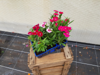 Plant de fleur œillet de chine