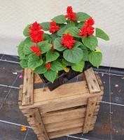 Plant de fleur salvia rouge