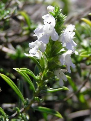 Plant de sariette