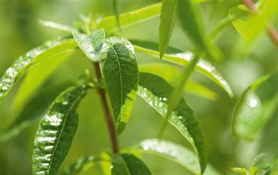 Plant de verveine citronnée