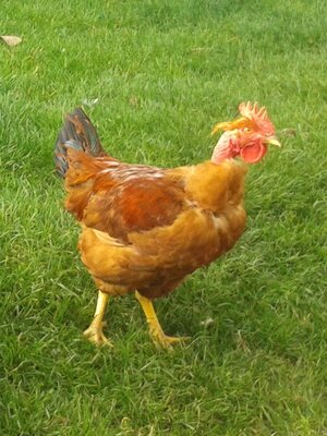 Cuisses de poulet  dlc courte c -40%