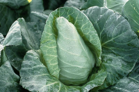 Chou cabus pointus bio