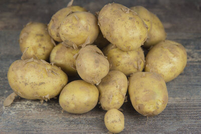 Pomme de terre grenaille bio