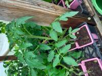 Plant de tomate noire charbonneuse