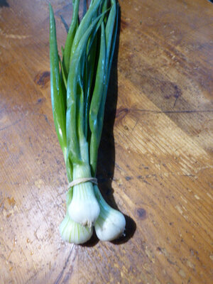 Oignon blanc