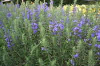 Dracocephale de moldavie