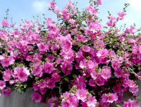 Lavatere à grandes fleurs