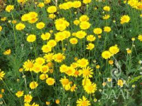 Anthemis, camomille des teinturiers