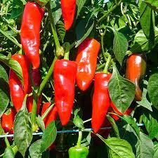 Piment gorria dit 'd'espelette'