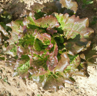 Salade : batavia rouge