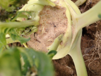 Chou rave pas trop joli ... (non-hybride)