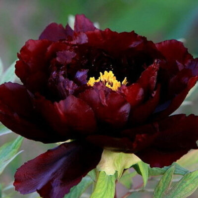 Plant de pavot noir bio
