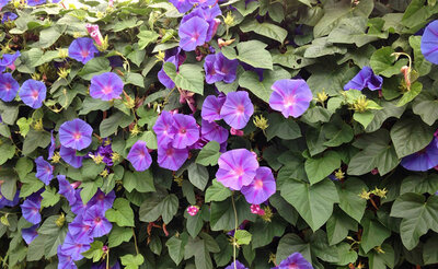 Plant d'ipomée bleue bio