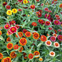 Plant de zinnia 'aztec' bio
