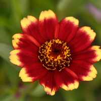 Plant de zinnia 'tapis persan' bio