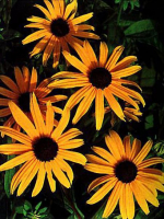 Plant de rudbeckia bio