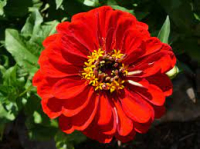 Plant de zinnia rouge bio