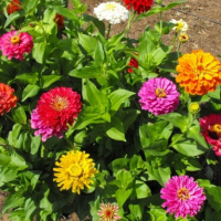 Plant de zinnia 'géant de californie' bio