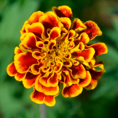 Plant d'oeillet d'inde bio