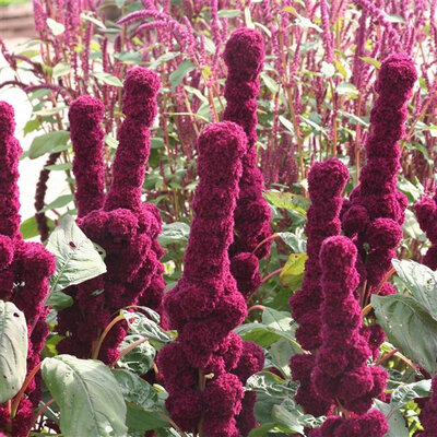 Plant d'amarante
