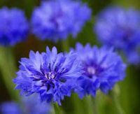 Plant de bleuet bio